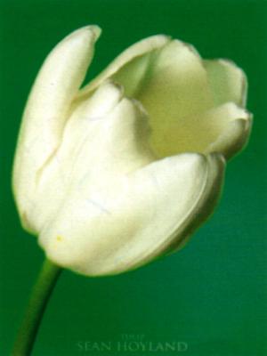 tulip-l.jpg (10840 bytes)